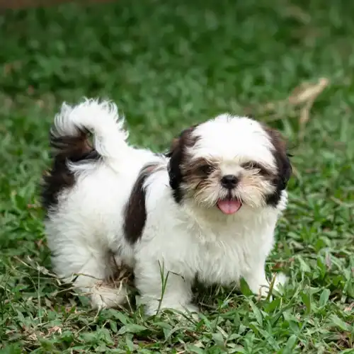 Shih tzu